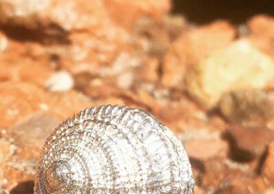 ANILLO CARACOLA barcelona